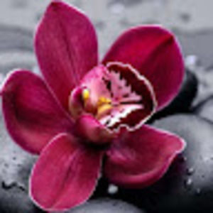 Meet your Posher, Carolina